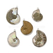 Natural Conch Fossil Pendants, Fossil Snail Charms, with Brass Findings, Shell, Platinum, 35.5~47x27.5~35x4~10.5mm, Hole: 2.5mm(BSHE-E025-03P)