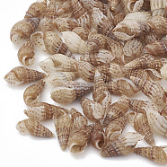 Sea Shell Beads, Undrilled/No Hole Beads, PeachPuff, 8~20x3~7x3~6mm, about 2380pcs/500g(SSHEL-S258-04)