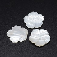 Natural White Shell Mother of Pearl Shell Flower Cabochons, 23~24x2~3mm(SSHEL-E553-01)