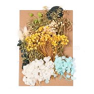 Dried Flower, for Bridal Shower, Wedding, Preserved Fresh Flower, Colorful, 210x148x14~24.5mm(DIY-B018-03)