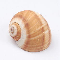 Hermit Crab Shells, for Arts & Crafts, Decorations, Party Favors Collection, Sandy Brown, 41.5x45x36mm(SSHEL-WH0001-15D)