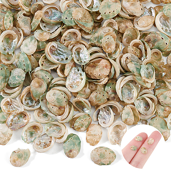 Mini Paua Shell, Baby Abalone Shell for Art Craft, Vase Fillers, Light Green, 7~9x5.5~6x1.5mm, 200pcs/box