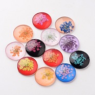 Handmade Glass Flat Back Cabochons, Half Round/Dome, with Dried Flower, Mixed Color, 25x7mm(GGLA-A004C-25mm)