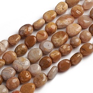 Natural Fossil Coral Beads Strands, Tumbled Stone, Nuggets, 10~15x7.5~11.5x7.5~12.5mm, Hole: 1mm, about 36pcs/Strand, 15.67 inch(39.8 cm)(X-G-D0002-D78)