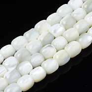 Natural Trochid Shell/Trochus Beads Strands, Barrel, White, 8x7.5mm, Hole: 1mm, about 50pcs/strand, 15.75 inch(40cm)(SSHEL-N027-130B-01)