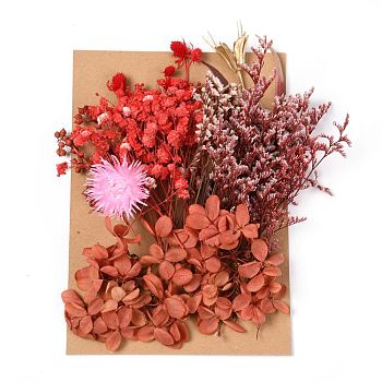 Dried Flower, for Bridal Shower, Wedding, Preserved Fresh Flower, Red, 210x148x14~24.5mm