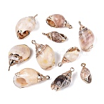 Electroplate Natural Spiral Shell Pendants, Conch Shell Charms with Golden Tone Iron Loops & Brass Edge Findings, PapayaWhip, PapayaWhip, 18~28x9~15.5x7.5~13.5mm, Hole: 1.4~1.8mm(SSHEL-Q100-32G)