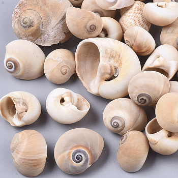 Natural Conch Shell Beads, Undrilled/No Hole Beads, BurlyWood, 14~43x15~36x9~15mm