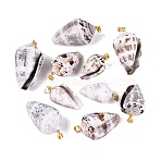 Brass & Natural Cone Shell Pendants, Cone Charms, Light Gold, Lavender Blush, 25~41x14~24x13~22mm, Hole: 4~5x3.5mm(SHEL-Q029-21KCG)