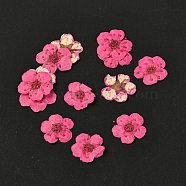 Narcissus Embossing Dried Flowers, for Cellphone, Photo Frame, Scrapbooking DIY Handmade Craft, Deep Pink, 7mm, 20pcs/box(DIY-K032-60P)