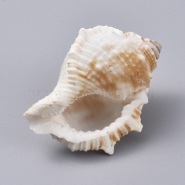 Large Natural Conch Shells(DJEW-WH0007-11A)-2