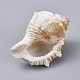 Large Natural Conch Shells(DJEW-WH0007-11A)-2
