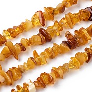 Natural Amber Chip Beads Strands, 5~14x4~10mm, Hole: 1mm, about 15.5 inch~16.1 inch(G-E271-81)