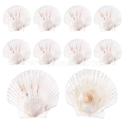 Natural Shell Display Decorations, White, 100~120x100~125x2~3mm(SSHEL-WH0001-39D)