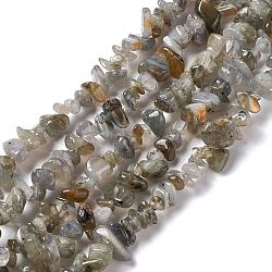 Natural Labradorite Chip Beads Strands, 5~19.5x3~8.5x1.5~7.5mm, Hole: 1mm, about 221~293pcs/strand, 31.10~32.68 inch(79~83cm)(G-G905-03)