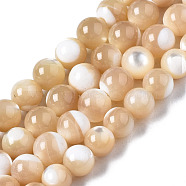 Natural Trochid Shell/Trochus Shell Beads Strands, Round, BurlyWood, 5mm, Hole: 1mm, about 84~85pcs/strand, 15.55 inch(39.5cm)(SSHEL-S266-023B-02)