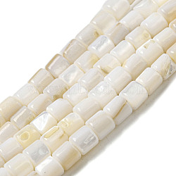 Natural Freshwater Shell Beads Strands, Column, Floral White, 5x5mm, Hole: 0.7mm, about 74~76pcs/strand, 14.57~14.96''(37~38cm)(SHEL-H004-02)