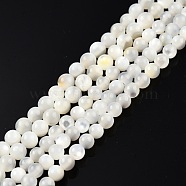 Natural White Shell Bead Strands, Round, 3~3.5mm, Hole: 0.8mm, about 123~124pcs/strand, 14.76 inch~14.88 inch(37.5~37.8cm)(X-SSHEL-N003-144C-01)