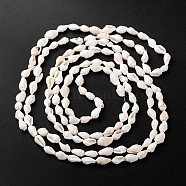 Natural Sea Shell Conch Bead Strands, 5.5~12.5mm, Hole: 1~2mm, about 135~145pcs/strand, 54~58.3 inch(BSHE-O009-06)